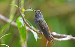 Urochroa bougueri