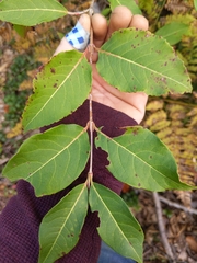 Viburnum prunifolium