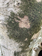 Frullania eboracensis