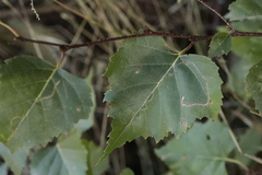 Lyonetia clerkella