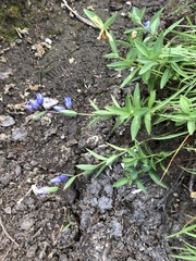 Gentiana sceptrum
