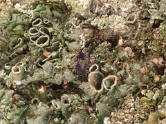 Pleurosticta acetabulum