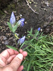 Gentiana sceptrum