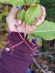 Viburnum prunifolium
