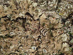 Physconia distorta
