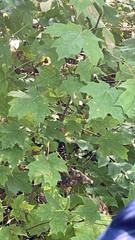 Acer platanoides