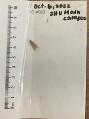 Tineola bisselliella