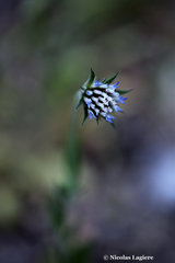 Pterocephalus plumosus