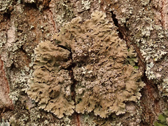 Physconia distorta