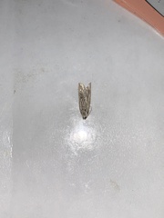 Tineola bisselliella