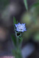 Pterocephalus plumosus