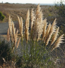 Cortaderia selloana