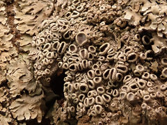 Physconia distorta