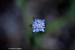 Pterocephalus plumosus