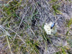 Zygaena filipendulae