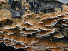 Cerrena zonata