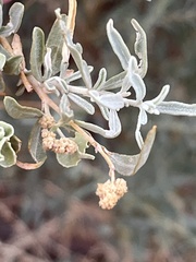 Atriplex canescens