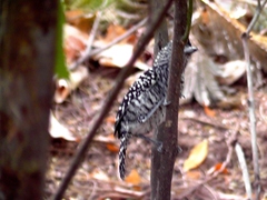 Thamnophilus doliatus