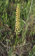 Orchis anthropophora