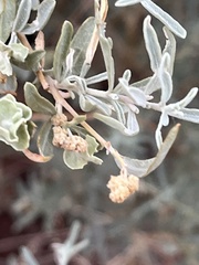Atriplex canescens