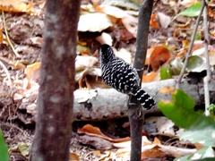 Thamnophilus doliatus