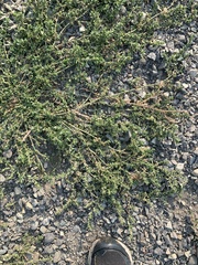 Polygonum aviculare