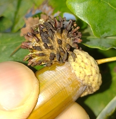 Andricus grossulariae