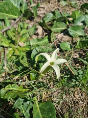 Jaborosa integrifolia