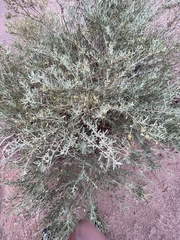 Atriplex canescens