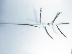 Leptochloa
