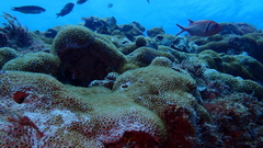 Palythoa caribaeorum