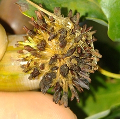 Andricus grossulariae