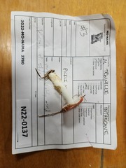 Russula silvestris