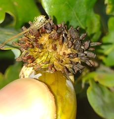 Andricus grossulariae