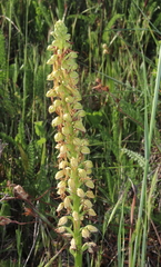 Orchis anthropophora