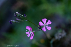 Silene cythnia