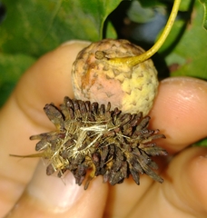 Andricus grossulariae