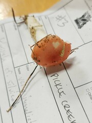 Russula silvestris
