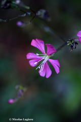 Silene cythnia