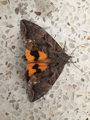 Eudocima serpentifera