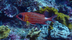 Sargocentron hastatum