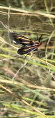 Ctenucha venosa