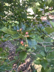 Crataegus crus-galli