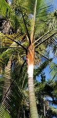 Dypsis leptocheilos
