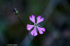 Silene cythnia