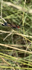 Ctenucha venosa