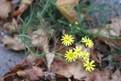 Senecio inaequidens