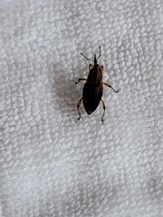 Metamasius sericeus