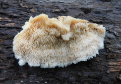 Cerrena zonata
