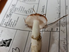 Russula silvestris
